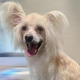 Loni - Cream female Chinese Crested puppy in Hernando, Florida from Bent Oak Chinese Cresteds