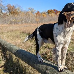 English Springer Spaniels from Duality English Springer Spaniels