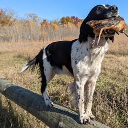 English Springer Spaniels from Duality English Springer Spaniels
