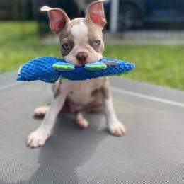 Boston Terrier Puppies from Lola’s House of Bostons & Rescue