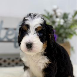 Miss Adored - Tri-color female Bernedoodle puppy in Hegins, Pennsylvania from Bubbling Springs Doodles, LLC