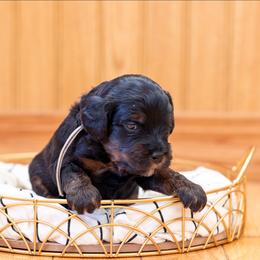 Sage - Black and tan male Cavapoo puppy in Fairfield, Illinois from Positively Doodles
