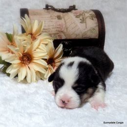 Pembroke Welsh Corgi Puppies from Sunnydale Corgis