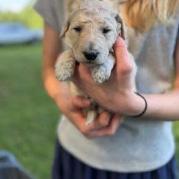 Halo - Cream female Poodle puppy in St. Johnsbury, Vermont from Poodles of the Northern Woods