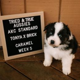 Black tri - Caramel - Black tri-color female Australian Shepherd puppy in Cotati, California from Tried and True Aussies