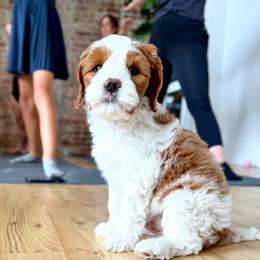 Orion - Blenheim male Cavapoo puppy in Bountiful, Utah from PJs Puppy Love