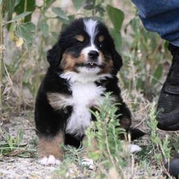 Bernese Mountain Dog, Golden Mountain Dog, and Golden Retriever Puppies from Grateful Bernese & Gage's Goldens