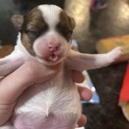 Rosie - Red and white female Chihuahua puppy in East Syracuse, New York from Blissful’s Chihuahuas