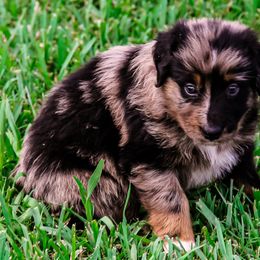 Australian Shepherd Puppies from Gulf Coast Aussies
