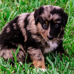 Australian Shepherd Puppies from Gulf Coast Aussies