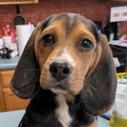 Sprite (White Collar Girl) - Black tan and white Beagle puppy in High Point, North Carolina from Copper Sky Beagles