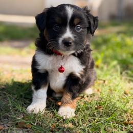 Bali ASDR - Black tri male Toy Australian Shepherd puppy in Polk City, Florida from Skaky Shepherds
