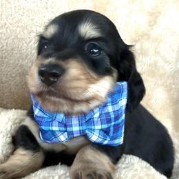 AKC Black and Tan Boy - Black and cream male Dachshund puppy in Sumrall, Mississippi from JP’s Dachshunds