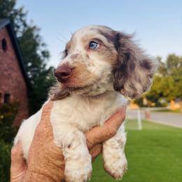 Happy Go Lucky James - Dapple male Dachshund puppy in Altus, Oklahoma from Johnson Prairie Pups