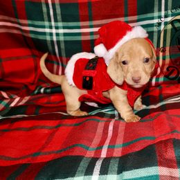 Churro - Red male Dachshund puppy in Seagoville, Texas from Doxi Delights AKC & CKC Dachshunds