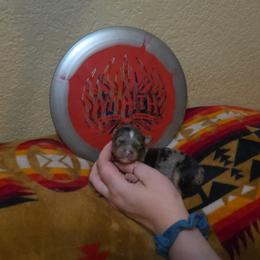 Wraith - Blue merle male Miniature Australian Shepherd puppy in Arlington, Texas from CopperHead Aussies