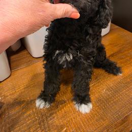 Sweet girl - Black female Poodle puppy in Louisville, Mississippi from Cindy's Poodles