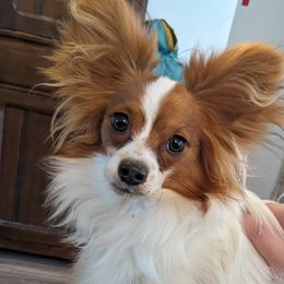 Papillon All Grown Up from PapillonPups