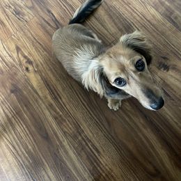 Dachshund Puppies from Little Kisses Doxies