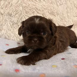 Boy 2 - Liver male Shih Tzu puppy in Tennessee from Cutshall Babies