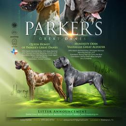 Great Dane puppies from Parker's Great Danes
