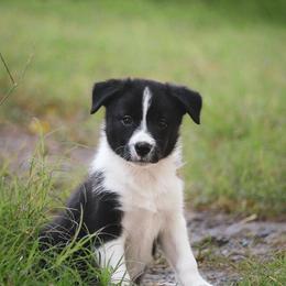Mel - Black female Border Collie puppy in Dallas, Texas from Effervescent Border Collies