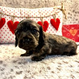Quade - Cream male Dachshund puppy in Hensley, Arkansas from The Dachshund Barn