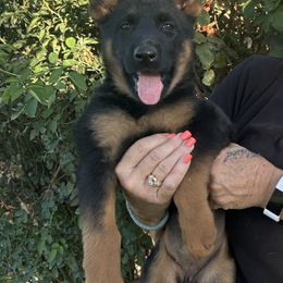 Emily - Black and red female German Shepherd puppy in Whitewater, California from Vom Haus Metzler Shepherds