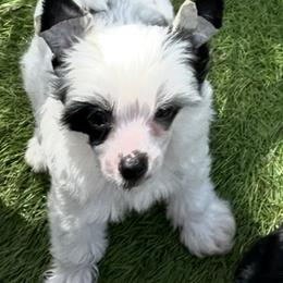 Boy 1 - White and black male Chinese Crested puppy in Florida from BryMar Chinese Cresteds