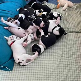 Great Dane Puppies from Runa Danes