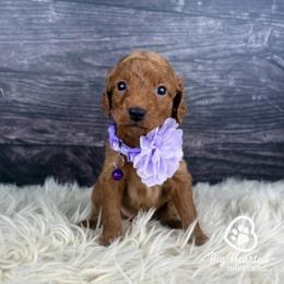 Crown - Apricot female Goldendoodle puppy in Utah County, Utah from Big Hearted Breeders