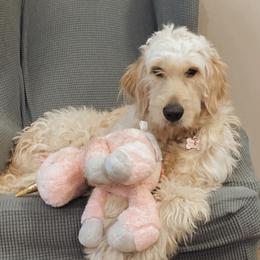Ava Laine - Goldendoodle