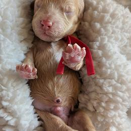 Red boy - Red male Cavapoo puppy in St George, Utah from Pearson's Poodles