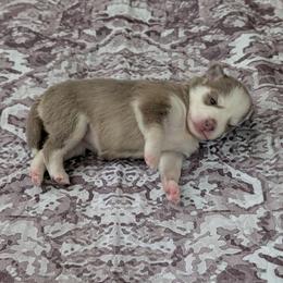 Hazey Female Blue Eyes - Blue female Pomsky puppy in Hurleyville, New York from My Crazy Pomskys