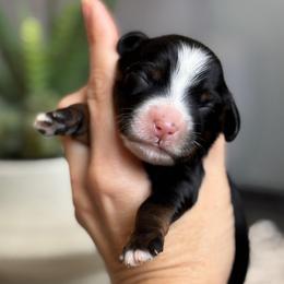 Megan - Tri-color female Bernedoodle puppy in Peoria, Arizona from Grand Canyon Bernedoodles