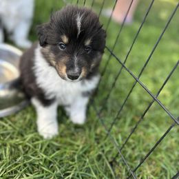 Check Mark - Black white and tan male Shetland Sheepdog puppy in New York, New York from GrapeView Shetland Sheepdogs