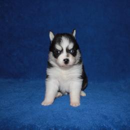 Emerald - Black and white female Pomsky puppy in Clarkston, Utah from Red Rock Ranch Breeders