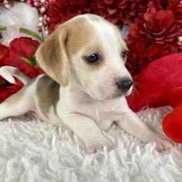 Copper - Brown white and tan male Beagle puppy in Katy, Texas from Houston’s Howlin’ Hounds