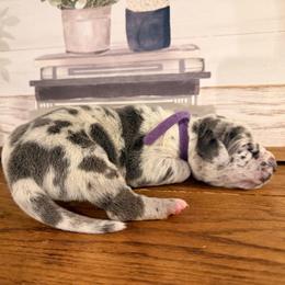 Victoria - Harlequin female Great Dane puppy in Carencro, Louisiana from Halsey Danes