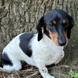Indy - Dachshund