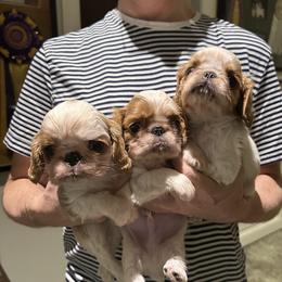 English Toy Spaniel puppies from Clussexx Kennels