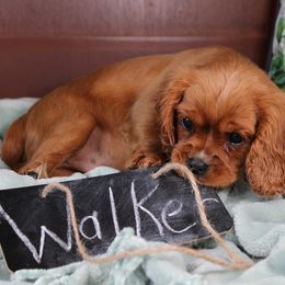 AKC Walker - Ruby male Cavalier King Charles Spaniel puppy in Albany, Indiana from Hatz Off Puppies