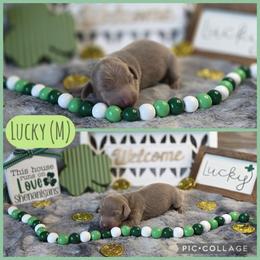 Lucky - Fawn (Isabella) male Dachshund puppy in Indianapolis, Indiana from Homegrown Hoosier Kennels