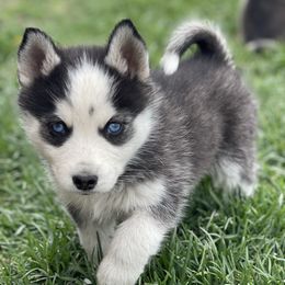 Chinese Crested and Pomsky Puppies from Willow Creek Cresteds