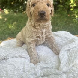 Goldendoodle Puppies from David's Doodles