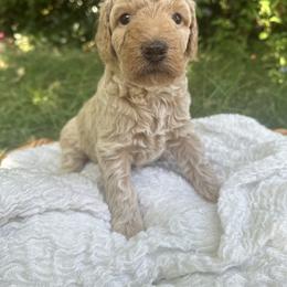 Goldendoodle Puppies from David's Doodles