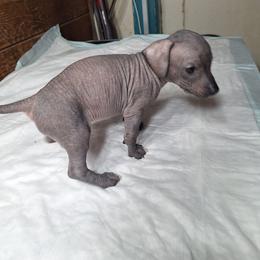Female 2 - Slate female Xoloitzcuintli puppy in Shelton, Washington from Goodhart's Xoloitzcuintli's