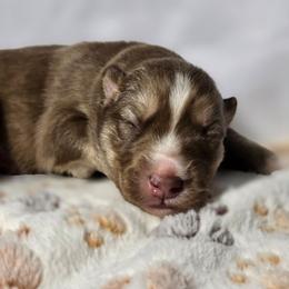 Makima - Brown and white female Siberian Husky puppy in Buckeye, Arizona from Anime Huskies