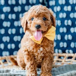 Avery Anna - Red  female Goldendoodle puppy in Lumberton, Mississippi from SouthernDoodlebug/ Utah Doodlebug