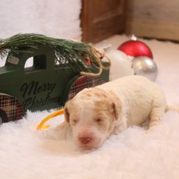 Sugar Cookie - Parti female Goldendoodle puppy in Arlington, Texas from Chambers Doodle Patch